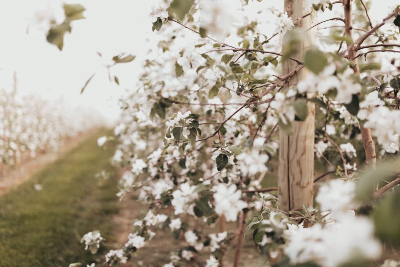 Photography with Care Apple Blossom Photography