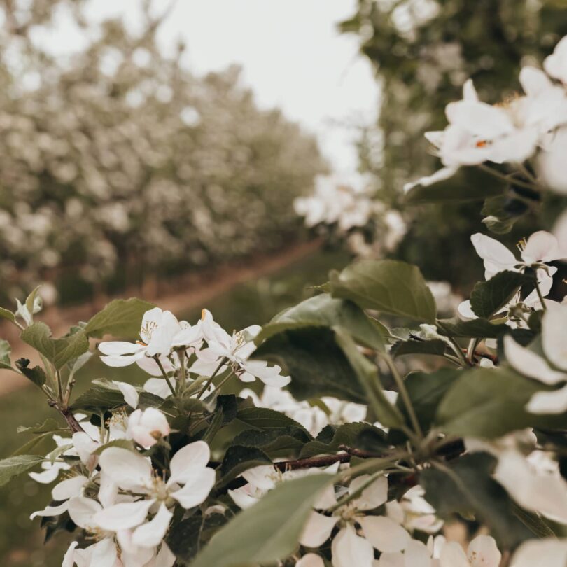 Photography with Care Apple Blossom Photography