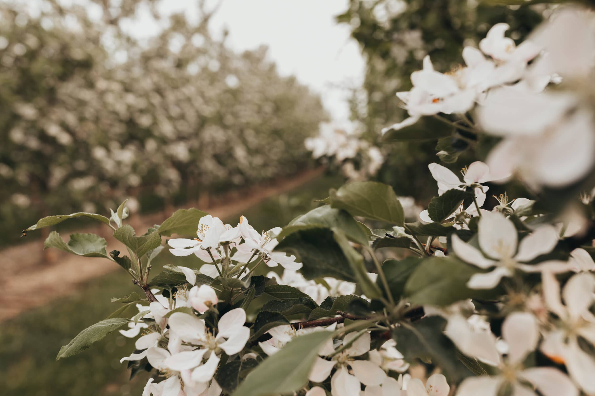 Photography with Care Apple Blossom Photography